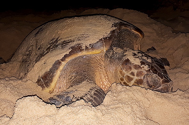 O quão realmente raras são as tartarugas marinhas híbridas?